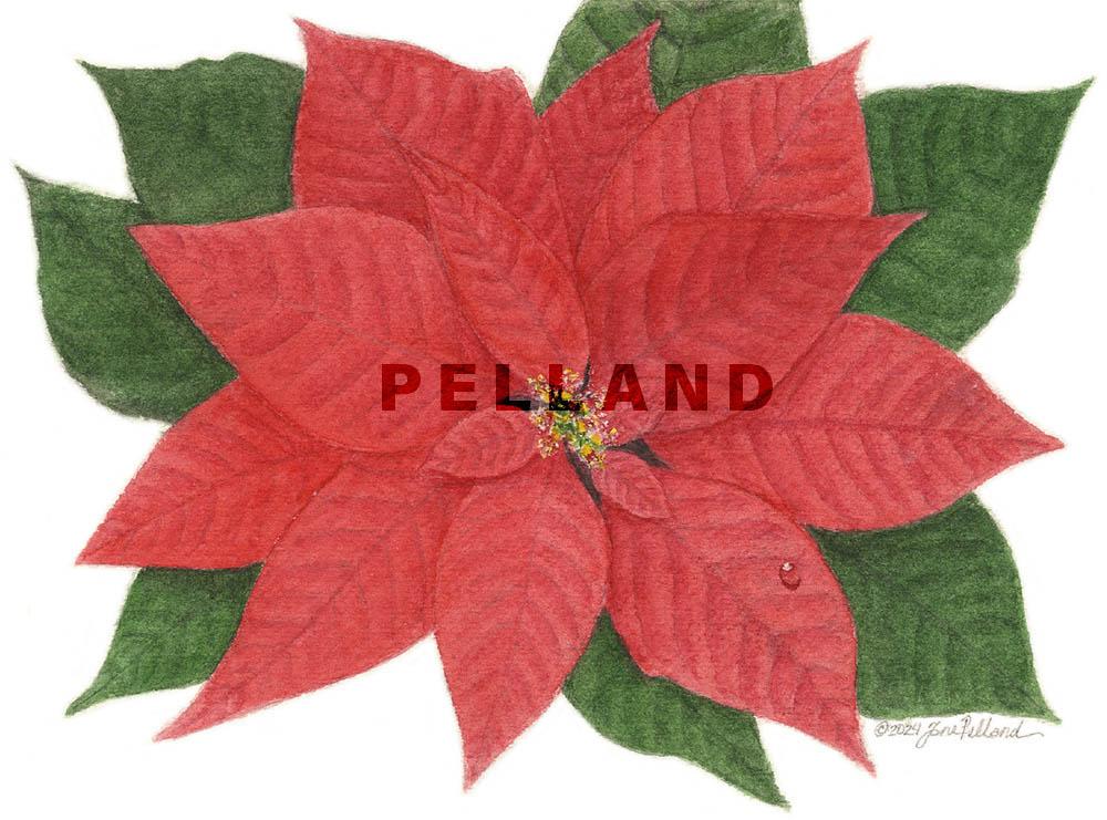 Poinsettia