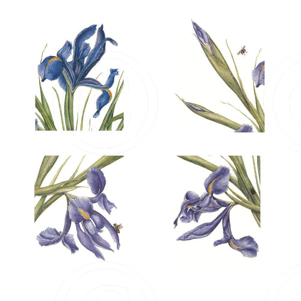 Assorted Irises  