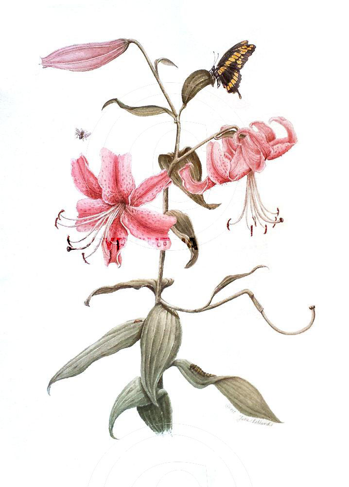 Botanical Rubrum Lily 
