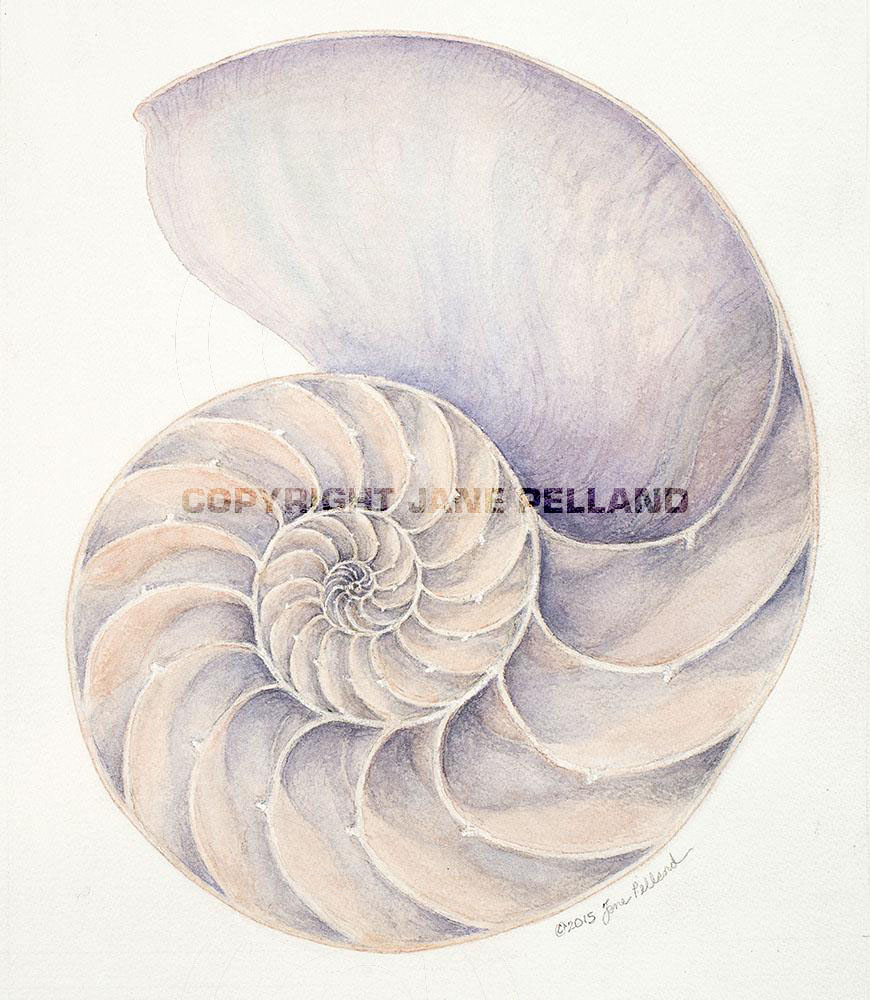 Chambered Nautilus Shell (cutaway)