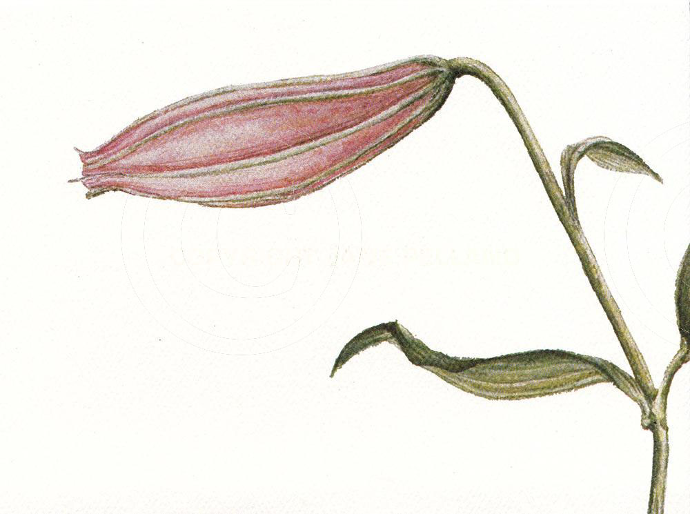 Rubrum Lily  2 
